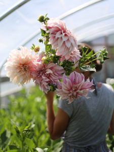 Dahlias at the Floret Flower Farm
