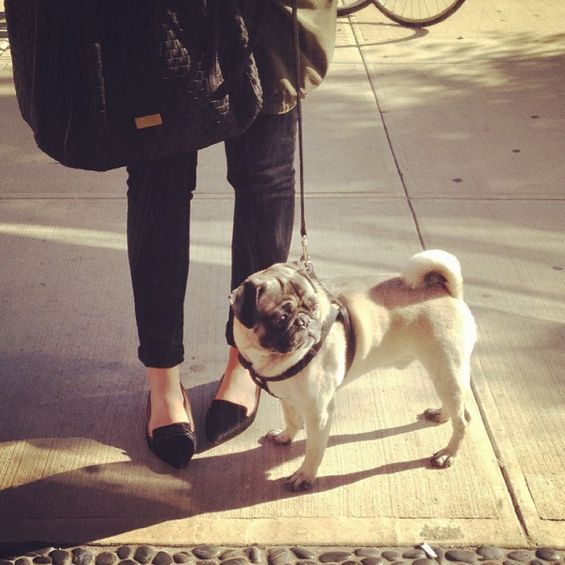 katie-armour-alfred-the-pug-instagram-2