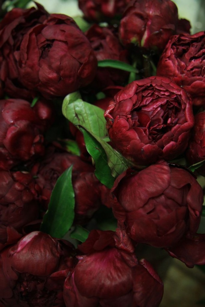 burgundy-red-peopnies-flowers-bouquet