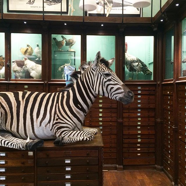 deyrolle-paris-france-taxidermy-store-museum-katie-armour-taylor
