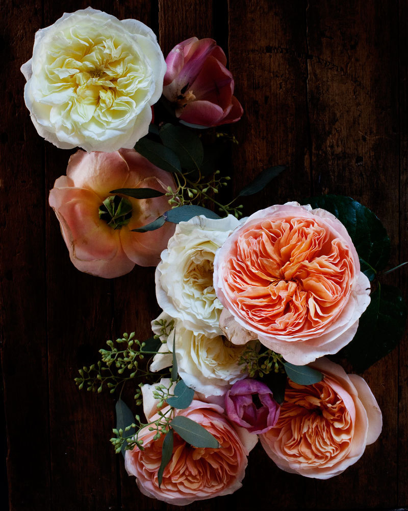 kari-herer-botanical-art-print-english-rose-floral-1