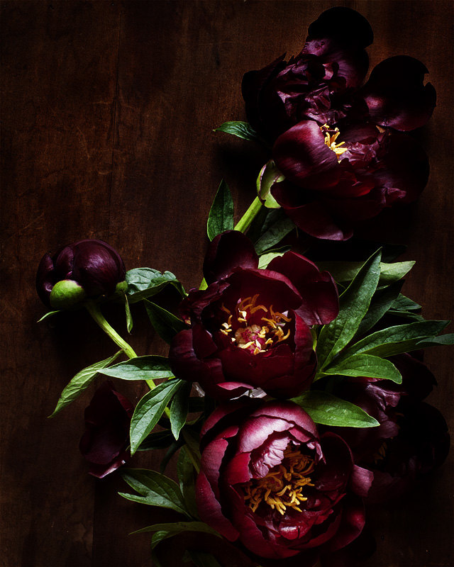 kari-herer-botanical-art-print-peonies-burgundy-floral-1