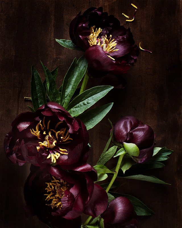 kari-herer-botanical-art-print-peonies-burgundy-floral-2