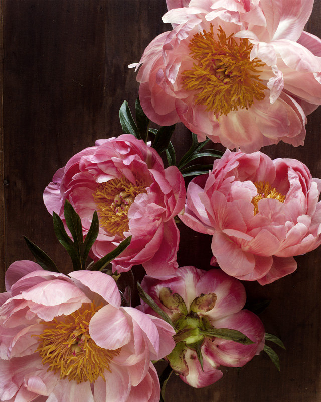 kari-herer-botanical-art-print-peonies-pink-floral-2