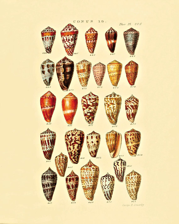 antique-wall-art-etsy-cone-seashells