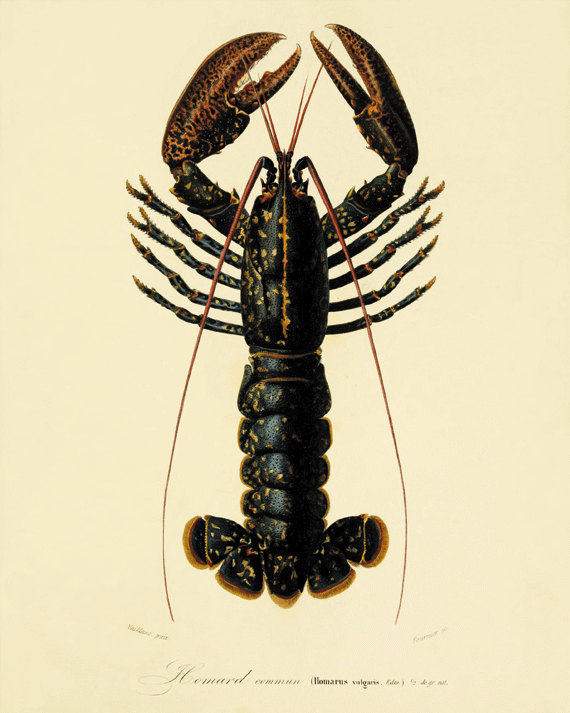 antique-wall-art-etsy-lobster-1