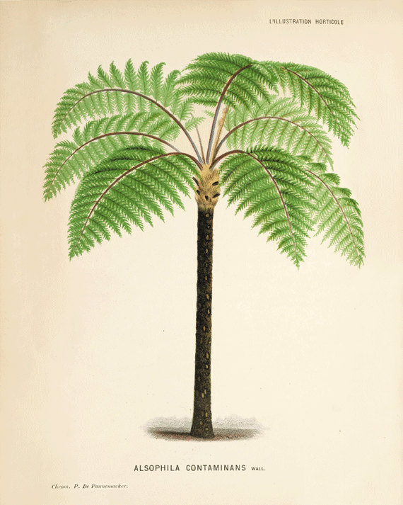 antique-wall-art-etsy-palm-tree-1