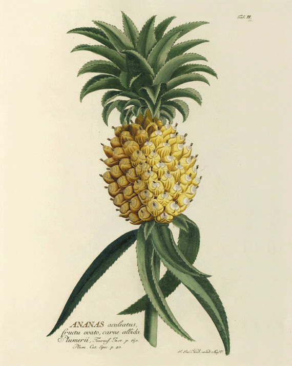 antique-wall-art-etsy-pineapple-print