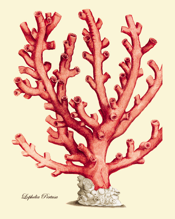antique-wall-art-etsy-red-coral-branch-1