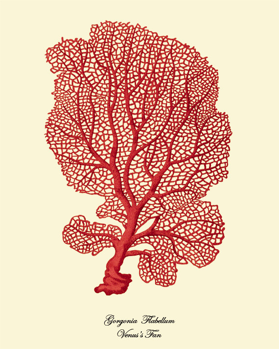 antique-wall-art-etsy-red-coral-sea-fan