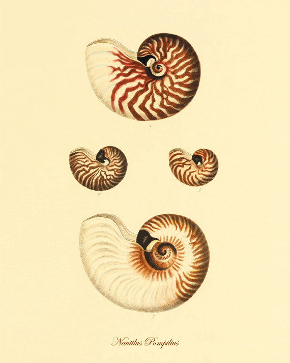 antique-wall-art-etsy-seashells