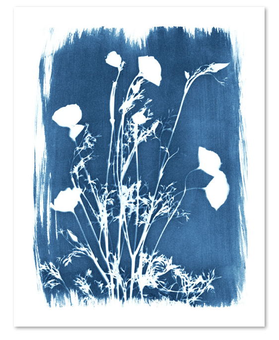 golden-blue-poppies-art-print-minted