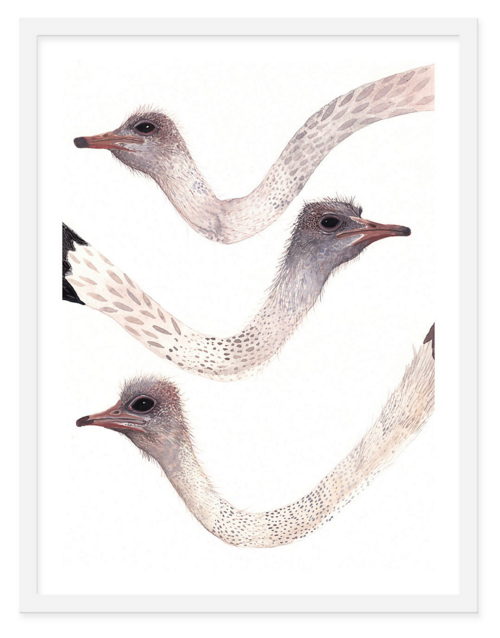 three-ostrich-necks-michelle-morin-framed-art-print-one-kings-lane