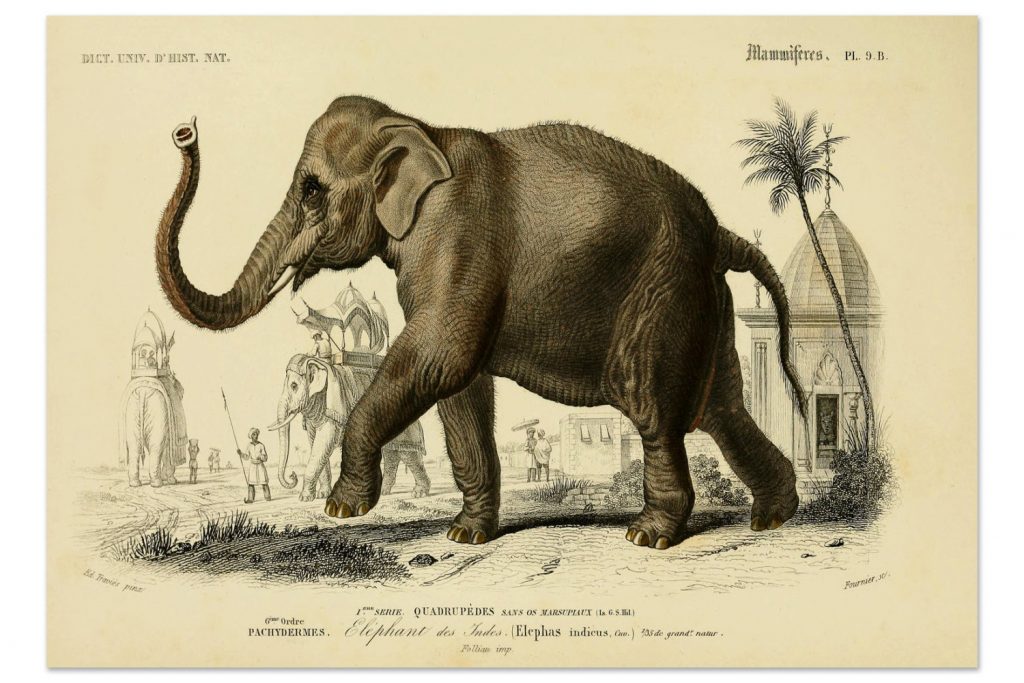 antique-elephant-animal-wildlife-art-print-vintage
