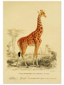 Best of Etsy: Antique Animal Prints