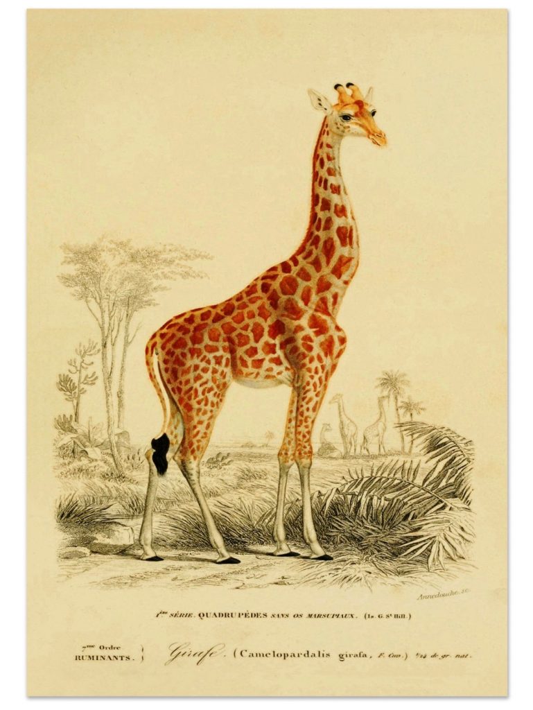antique-giraffe-animal-wildlife-art-print-vintage