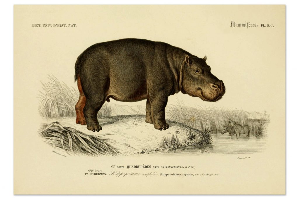 antique-hippo-animal-wildlife-art-print-vintage