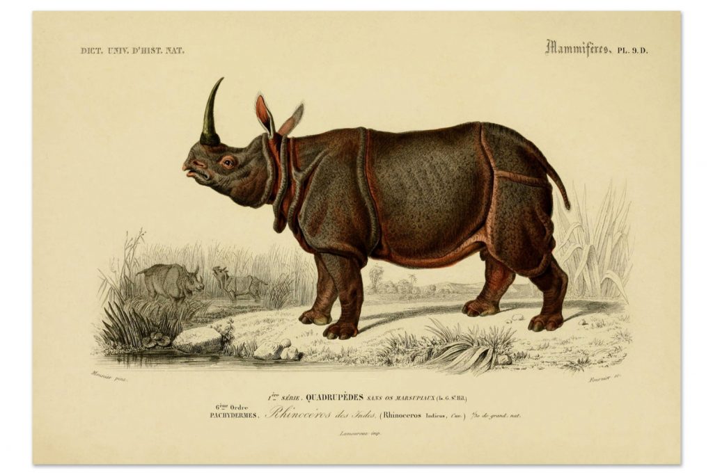 antique-rhino-animal-wildlife-art-print-vintage