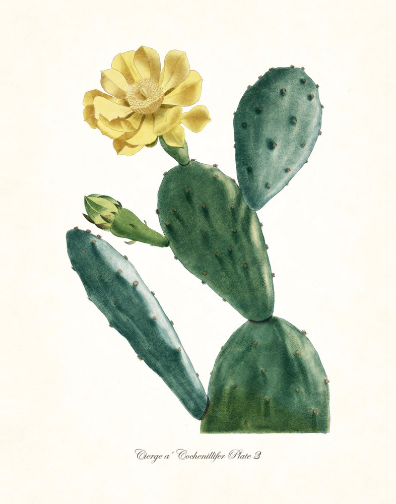 cacti-cactus-art-print-vintage-antique