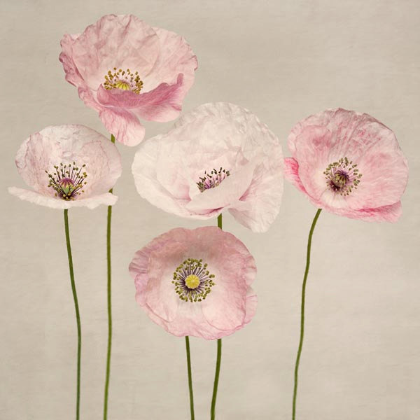 poppy-art-print-fine-photograph-etsy-pink-floral