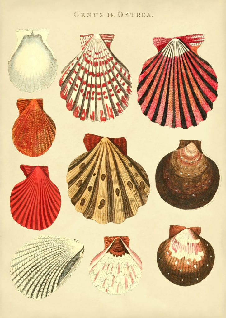 seashell-art-print-vintage-antique
