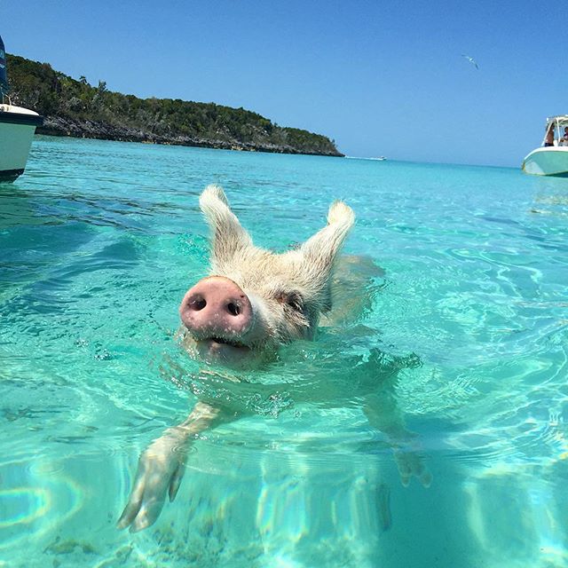 Pig-Beach-Swimming-Big-Major-Cay-Bahamas-10