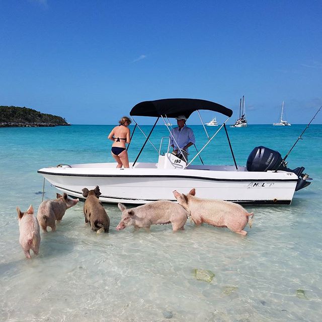 Pig-Beach-Swimming-Big-Major-Cay-Bahamas-11