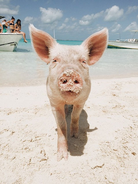 Pig-Beach-Swimming-Big-Major-Cay-Bahamas-15