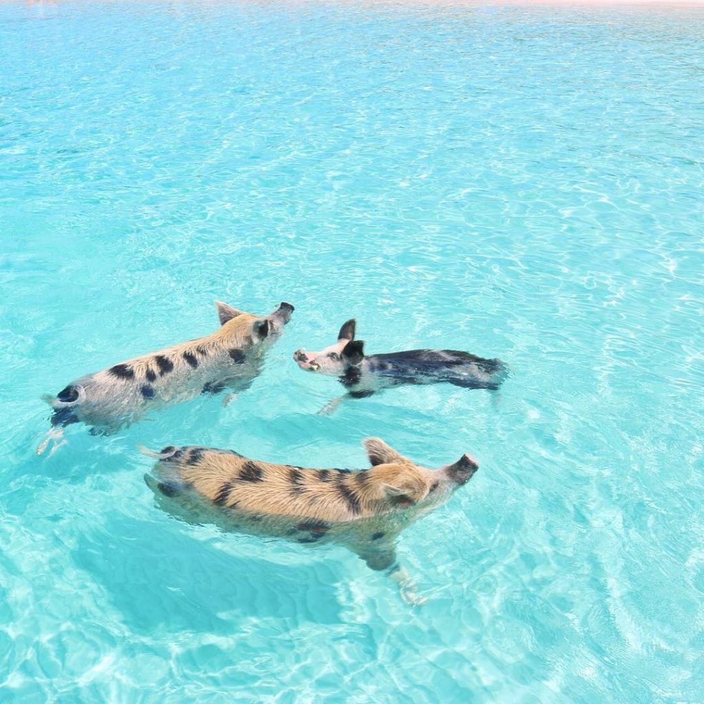 Pig-Beach-Swimming-Big-Major-Cay-Bahamas-2