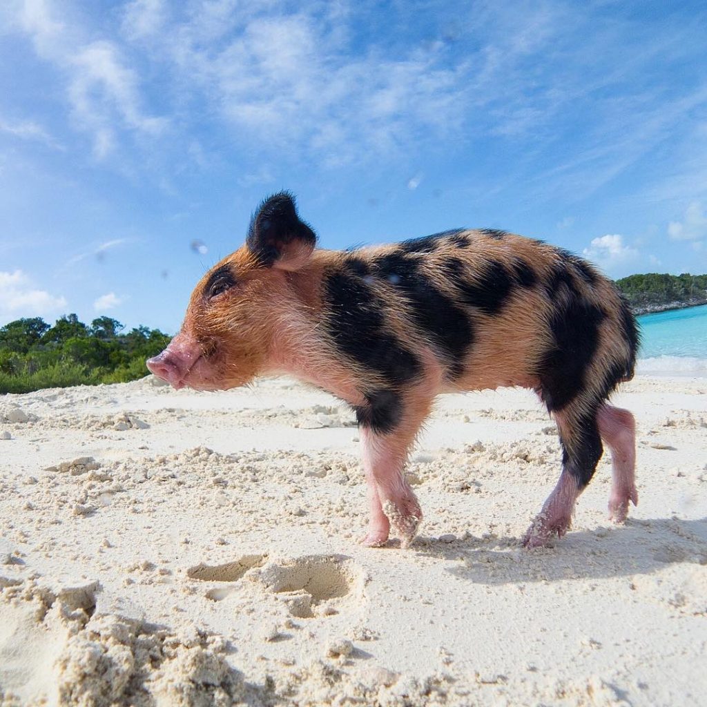 Pig-Beach-Swimming-Big-Major-Cay-Bahamas-5
