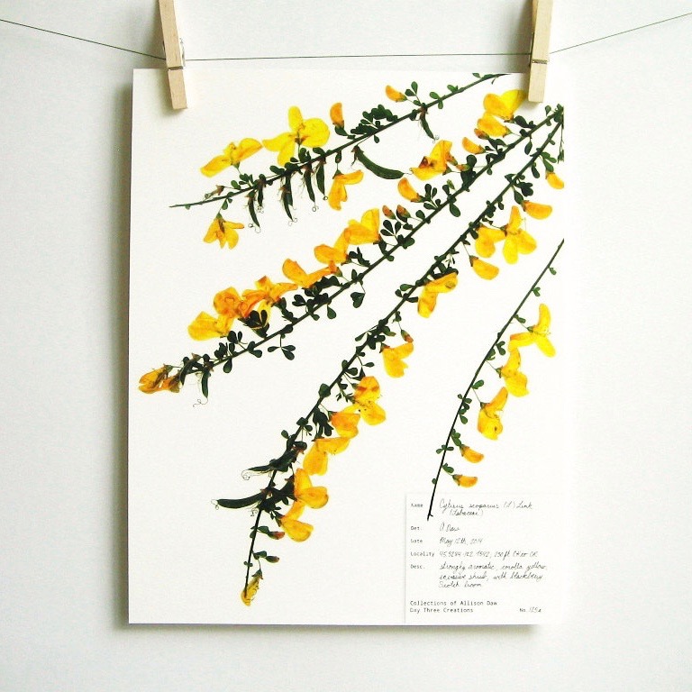 botanical-plant-prints-day-three-creations-1