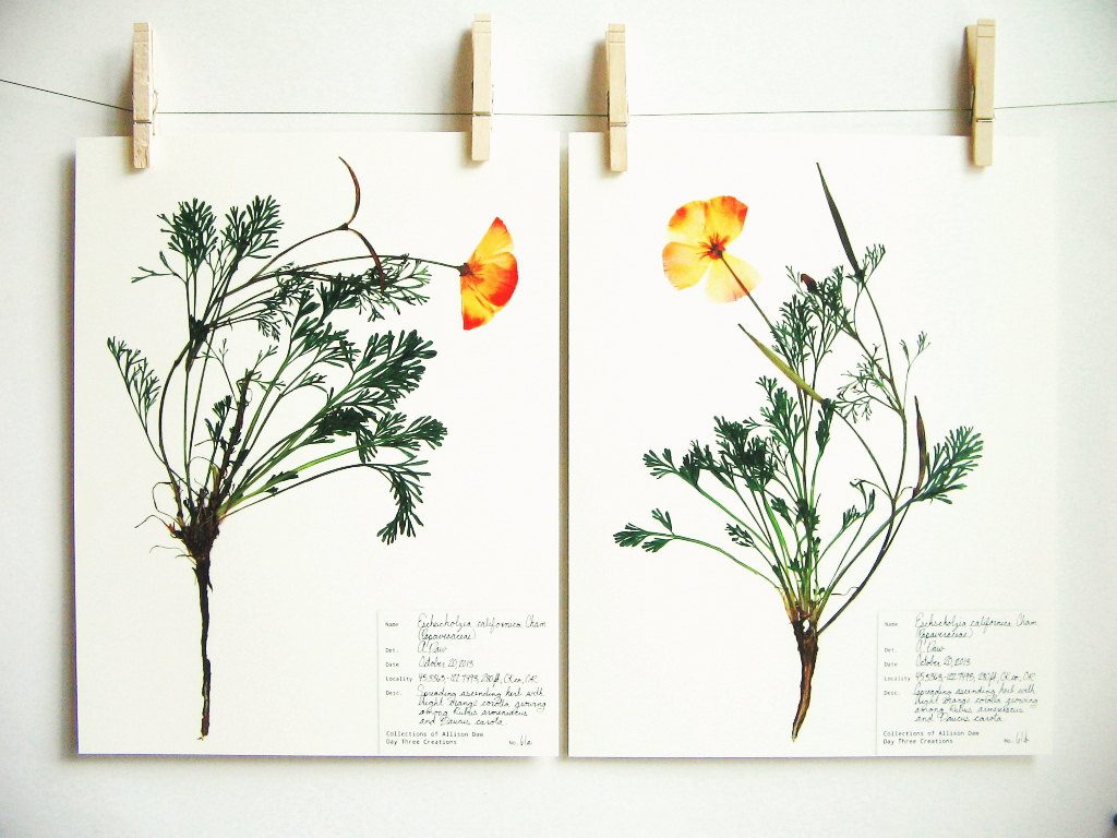 botanical-plant-prints-day-three-creations-10