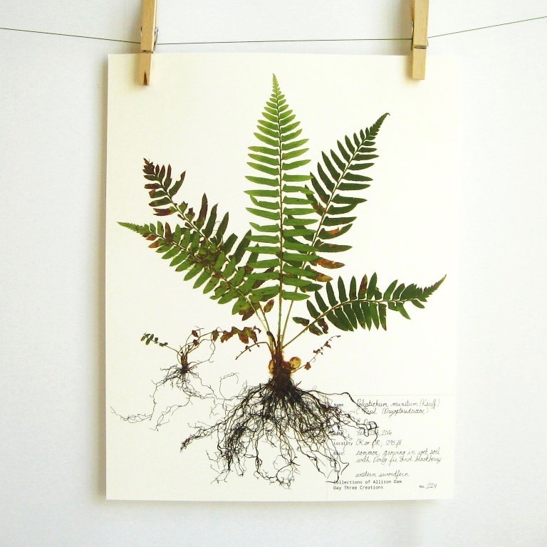 botanical-plant-prints-day-three-creations-11