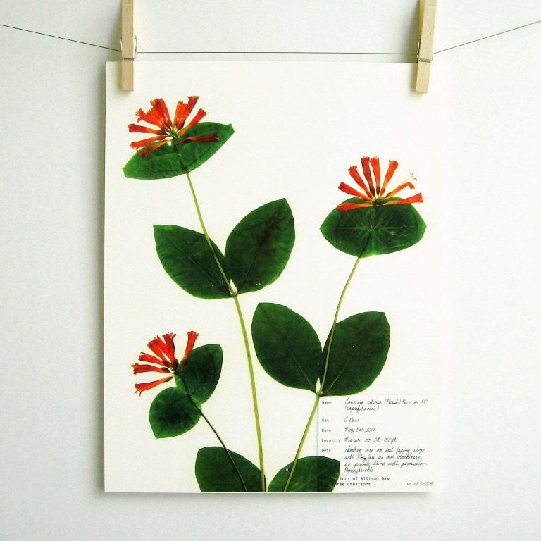 botanical-plant-prints-day-three-creations-4