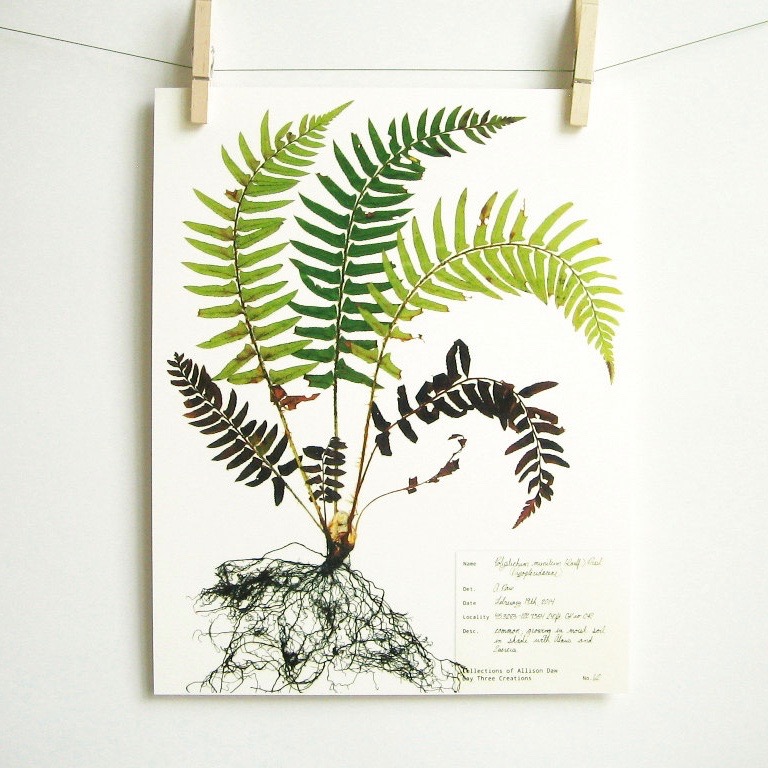 botanical-plant-prints-day-three-creations-5