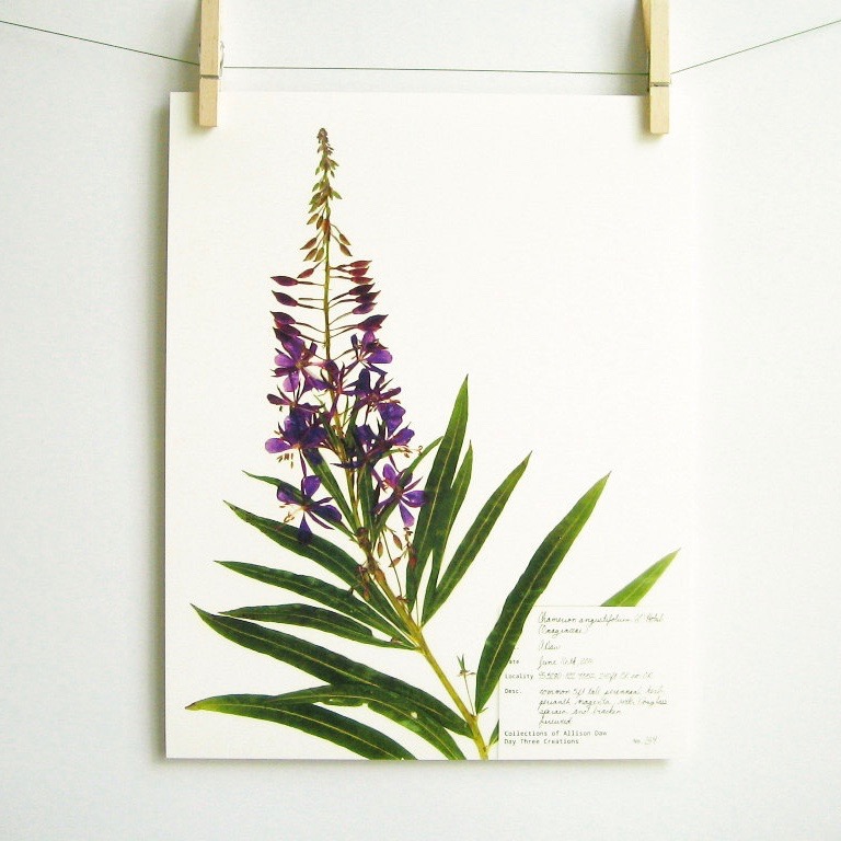 botanical-plant-prints-day-three-creations-6