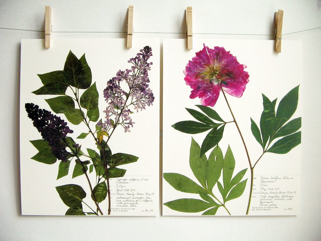 botanical-plant-prints-day-three-creations-8