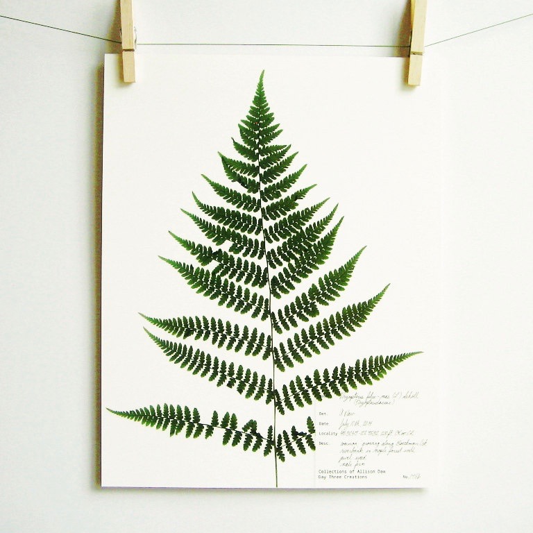 botanical-plant-prints-day-three-creations-9
