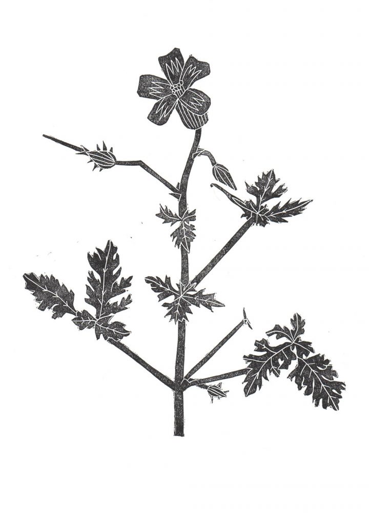 diane-rickerby-botanical-linocut-print-the-travelling-press-etsy-3