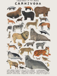 Artist Spotlight: Natural History Illustrations by Kelsey Oseid