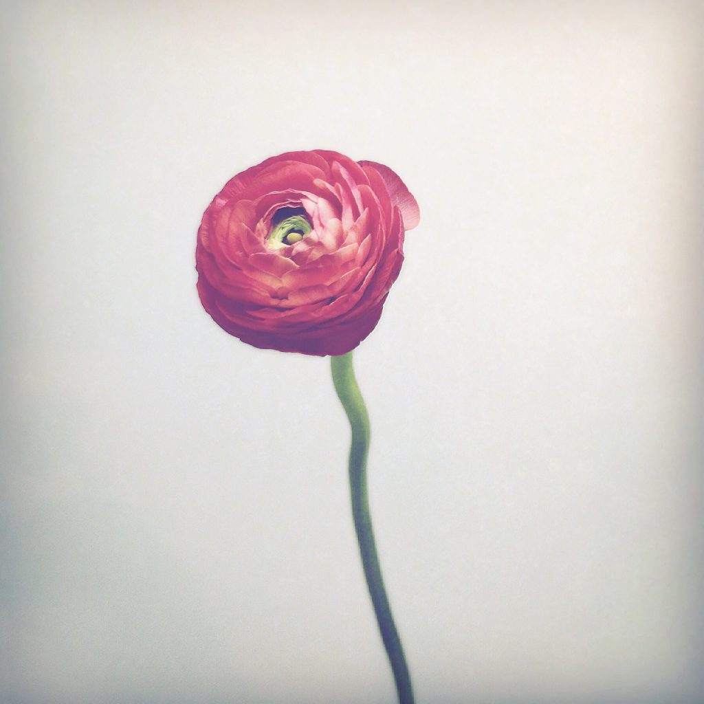 paul-munro-floral-photograph-1