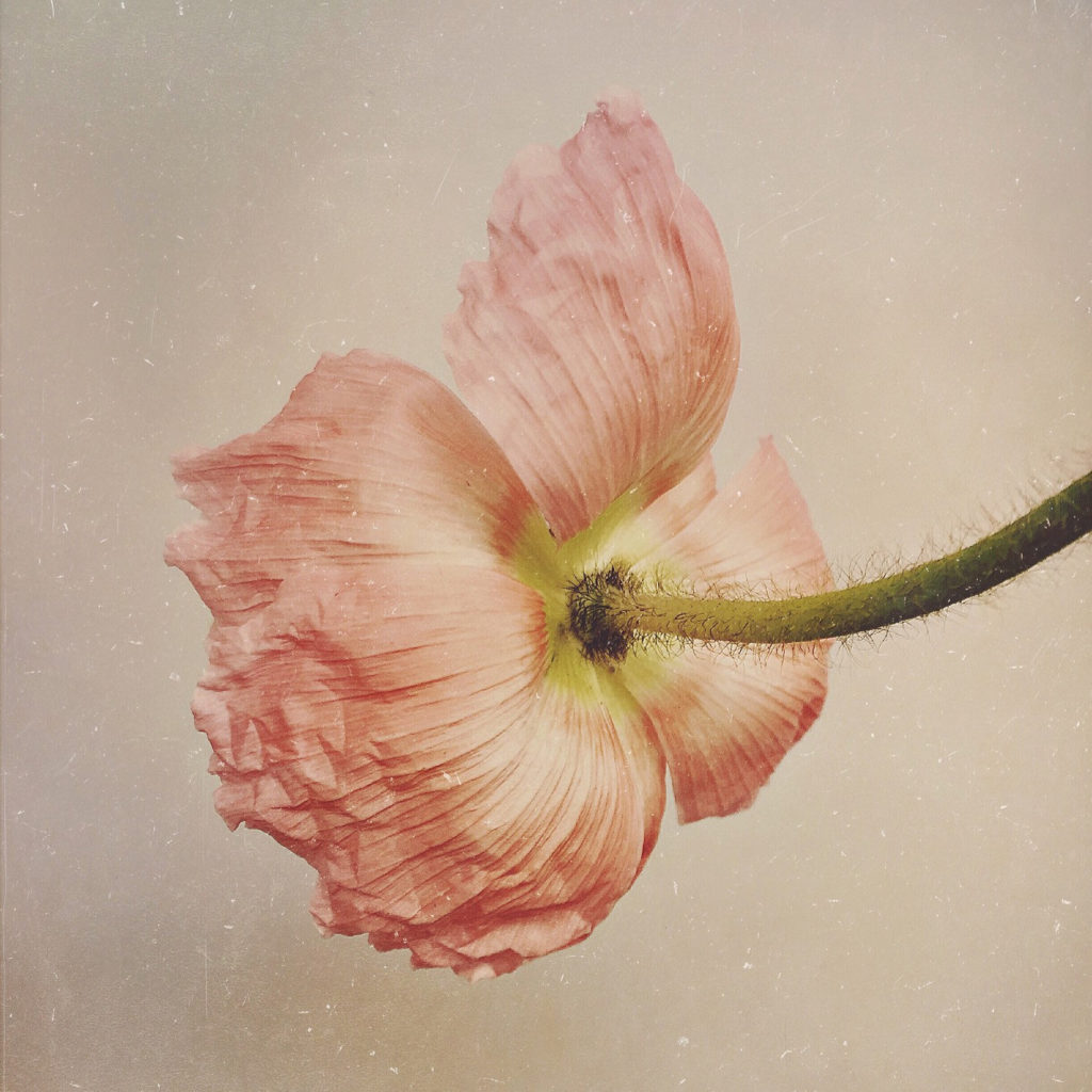 paul-munro-floral-photograph-2