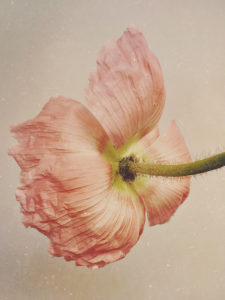Artist Spotlight: Floral Photography by Paul Munro