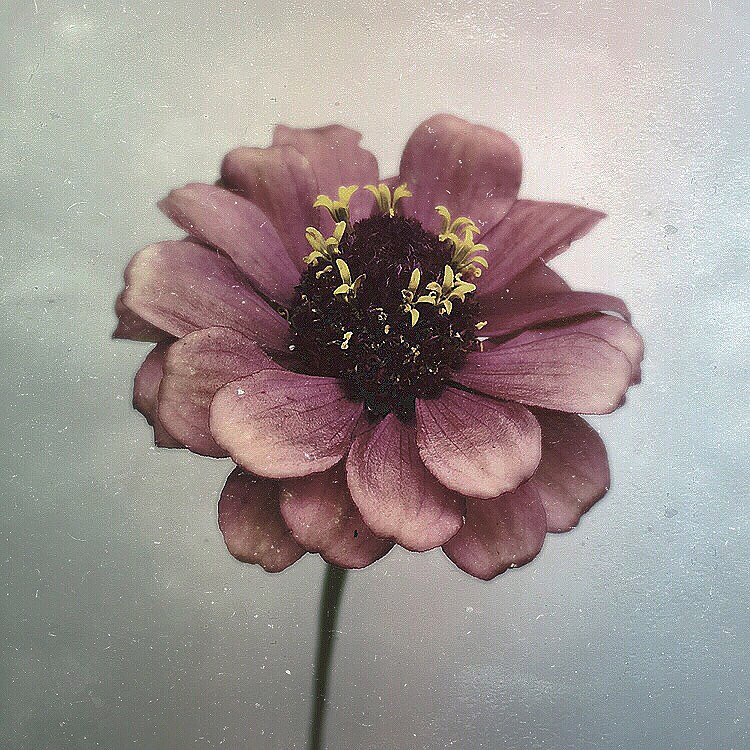 paul-munro-floral-photograph-3