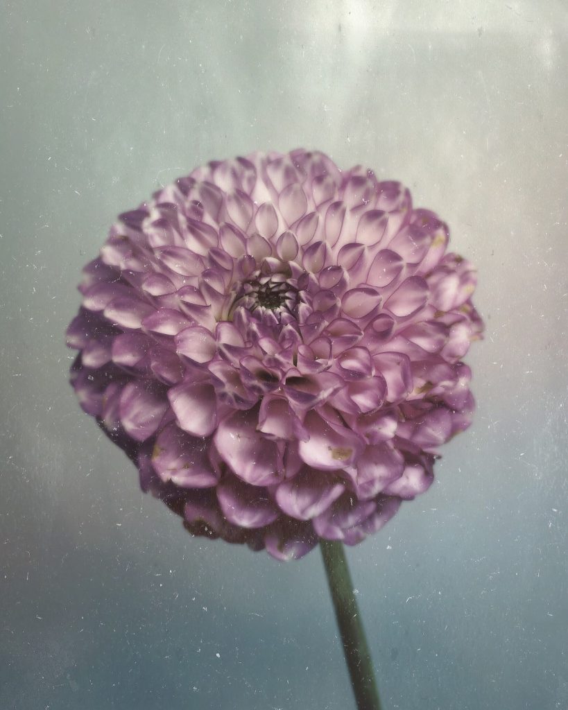 paul-munro-floral-photograph-5