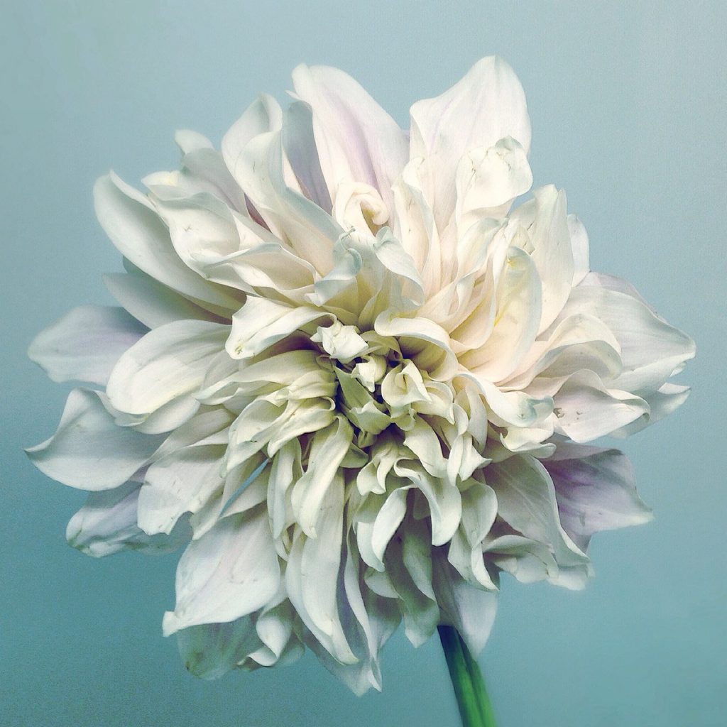 paul-munro-floral-photograph-dahlia