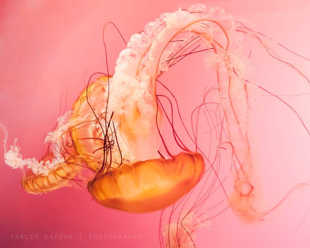 pink-orange-jellyfish-photograph