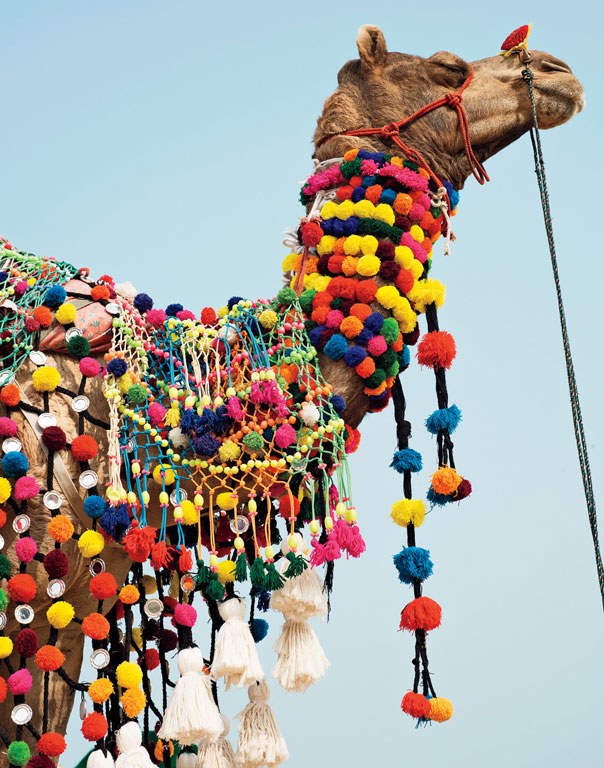 annual-pushkar-camel-fair