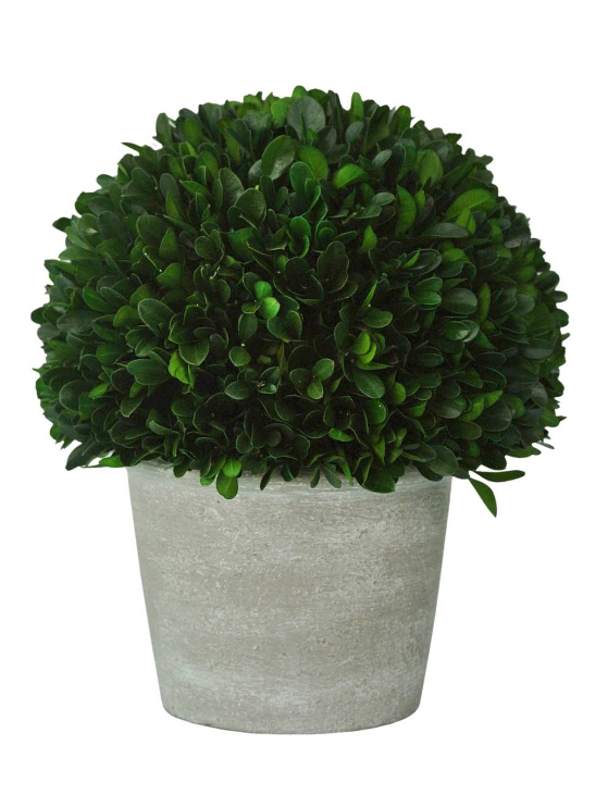 boxwood-in-cement-pot-smith-hawken