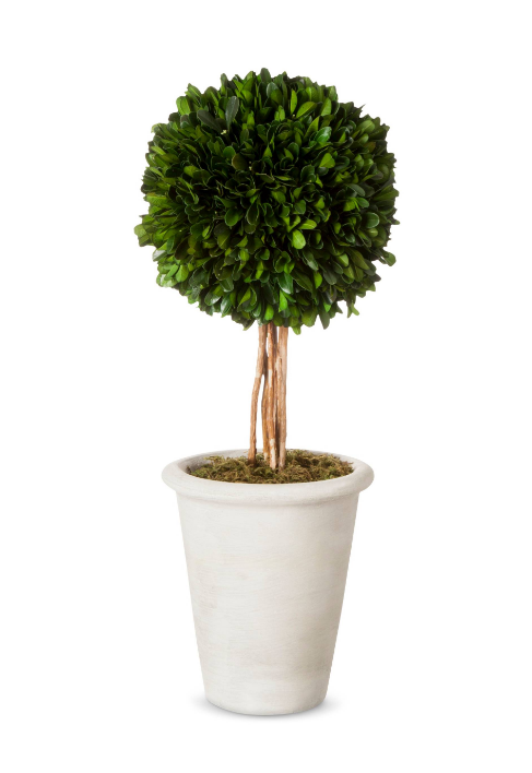 boxwood-topiary